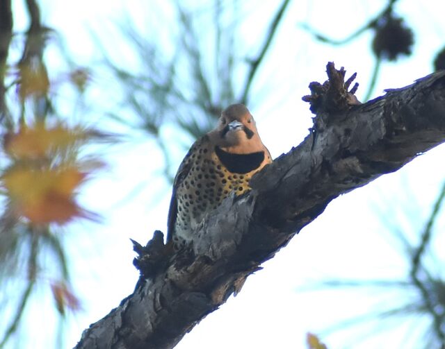 Northern Flicker