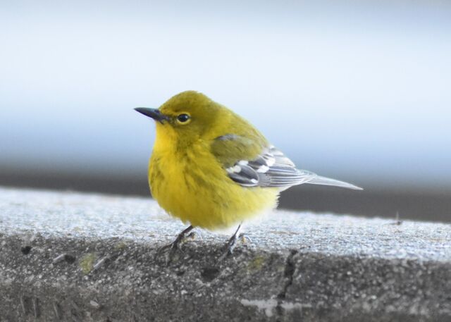 Pine Warbler