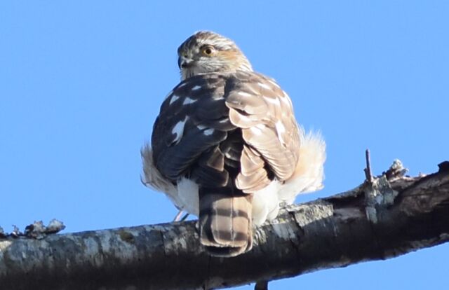 Sharp-shinned Hawk