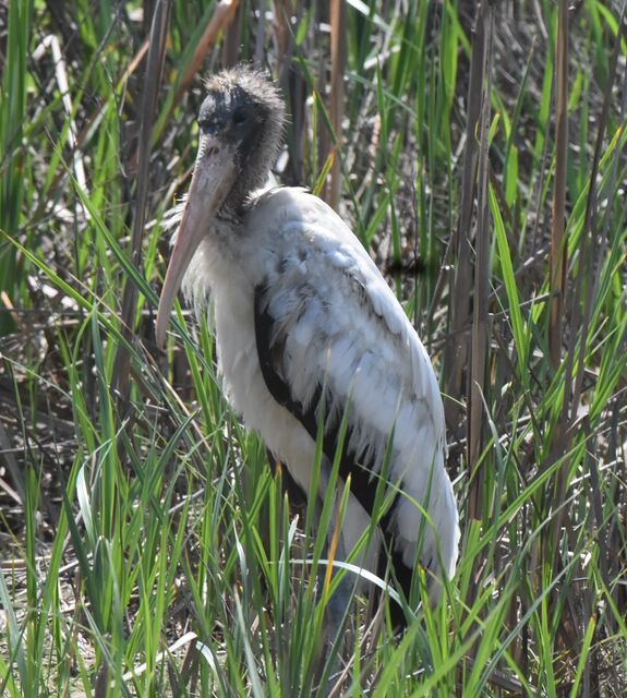 Wood Stork