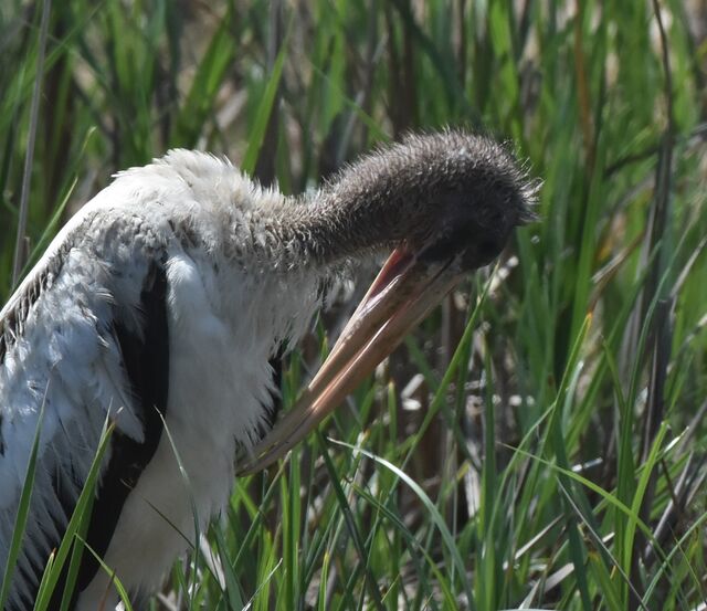 Wood Stork