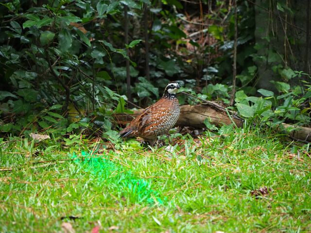 Northern Bobwhite