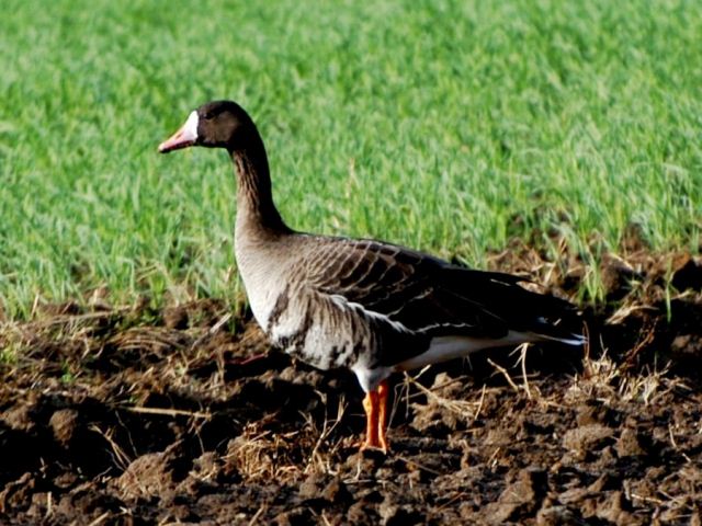 Greater White-fronted Goose