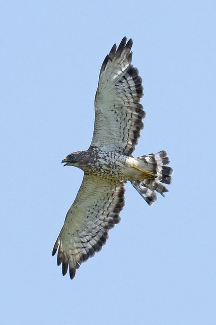 Broad-winged Hawk