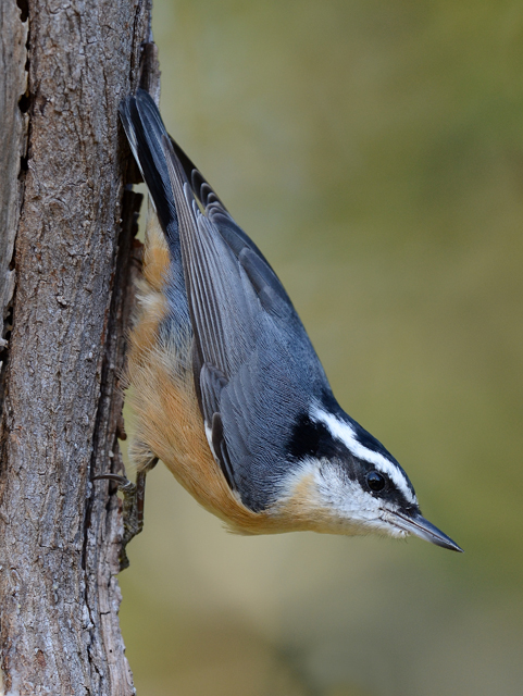 Red-breasted Nuthatch