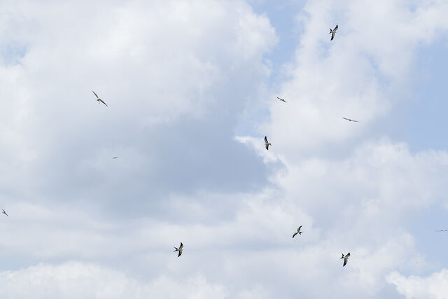 Swallow-tailed Kite