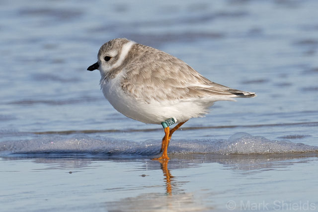 Piping Plover