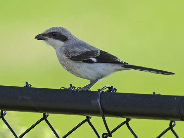 Loggerhead Shrike