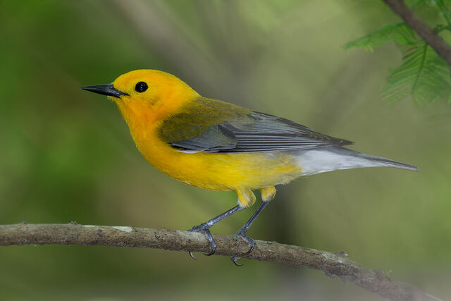 Prothonotary Warbler