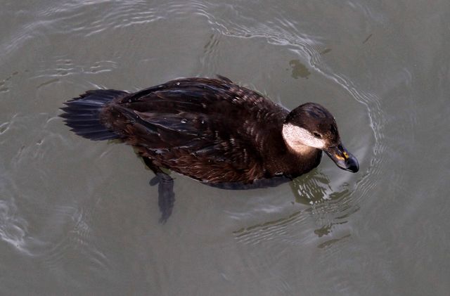 Black Scoter