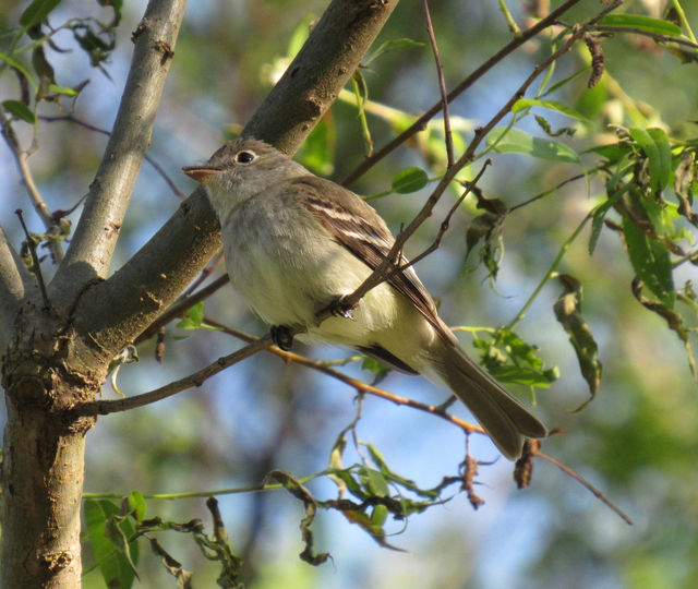 Least Flycatcher