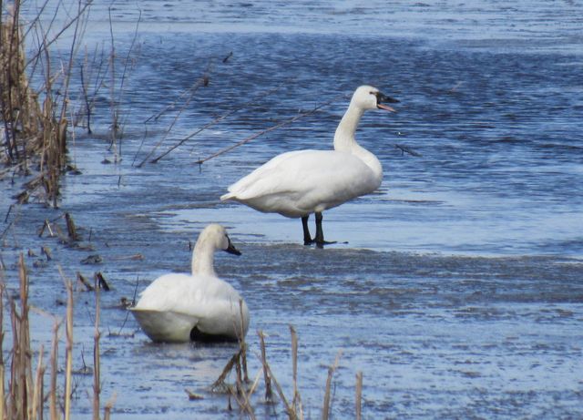 Tundra Swan