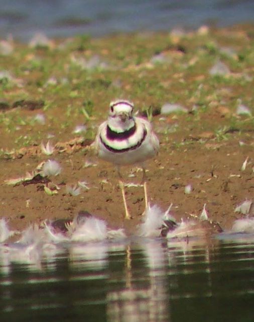 Killdeer