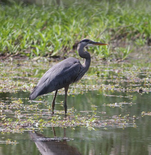 Great Blue Heron