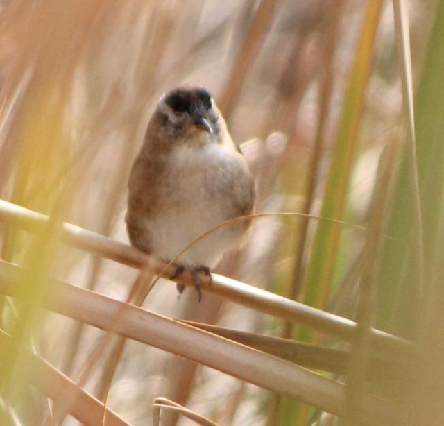 Marsh Wren