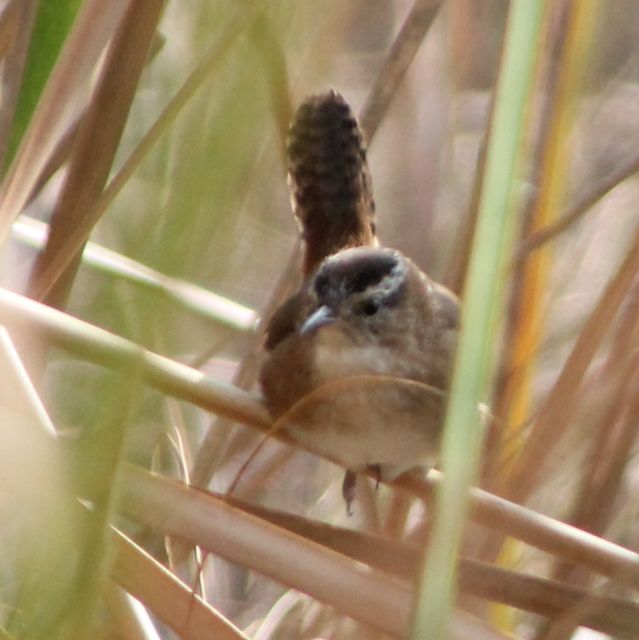 Marsh Wren