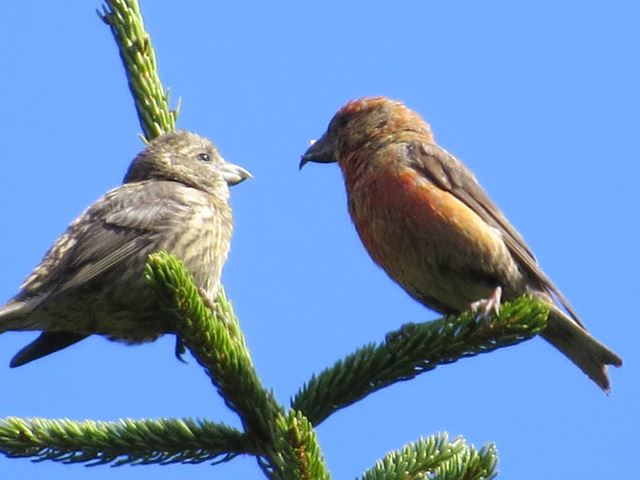 Red Crossbill