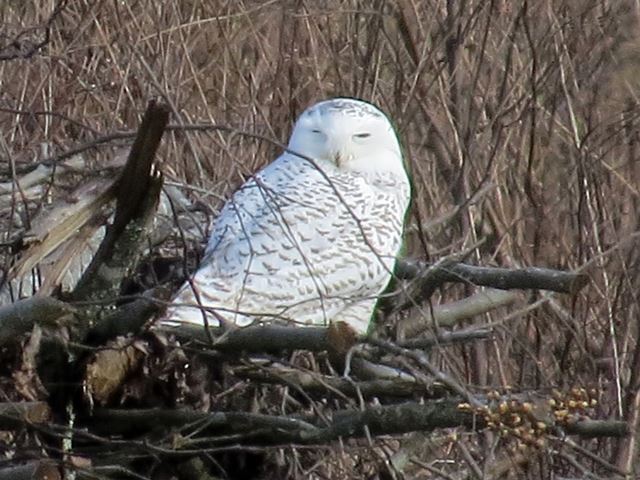 Snowy Owl