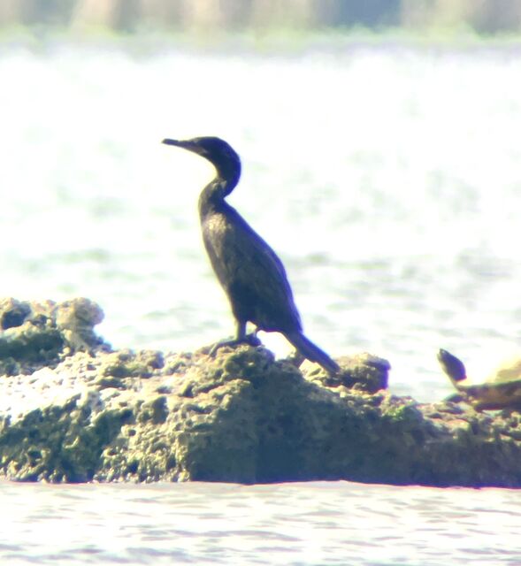 Neotropic Cormorant