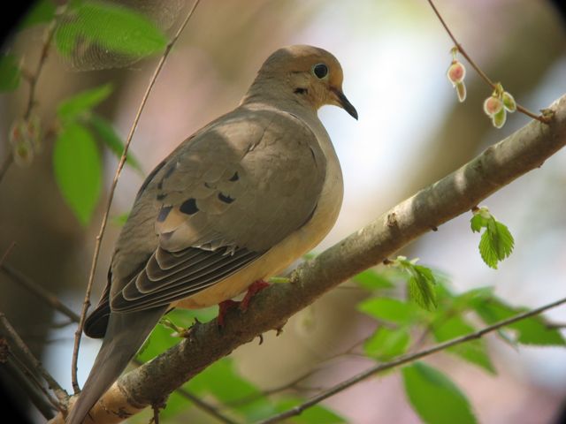 Mourning Dove