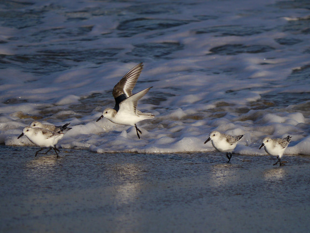 Sanderlings