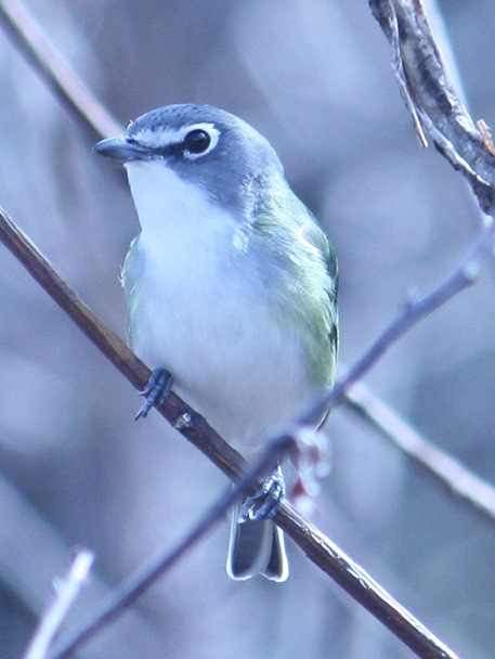 Blue-headed Vireo