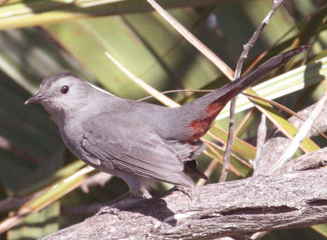 Gray Catbird