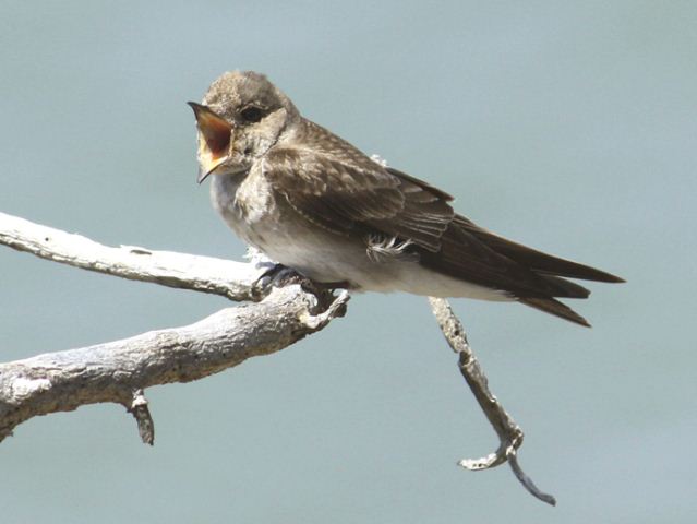 Northern Rough-winged Swallow