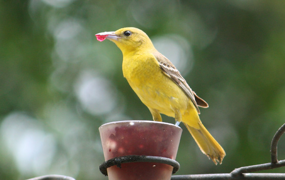 Orchard Oriole