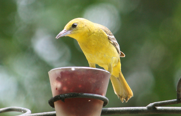 Orchard Oriole