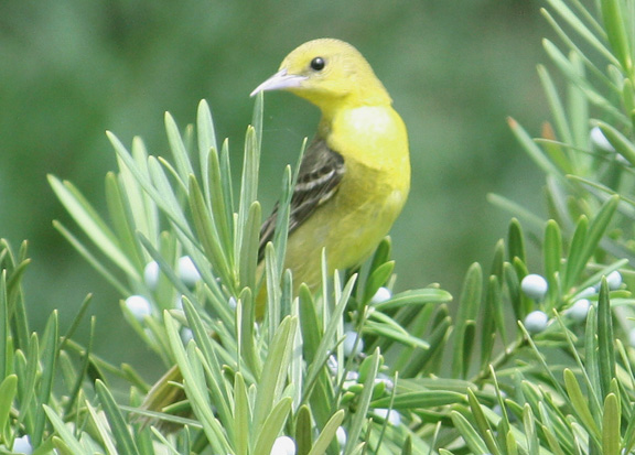 Orchard Oriole