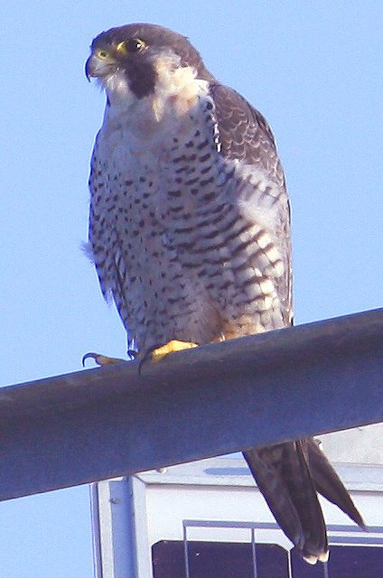 Peregrine Falcon The Carolina Bird Club