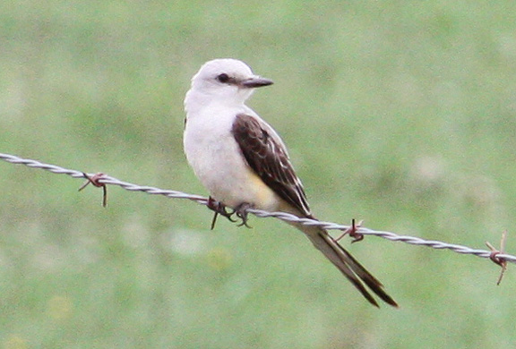 Scissor-tailed Flycatchers