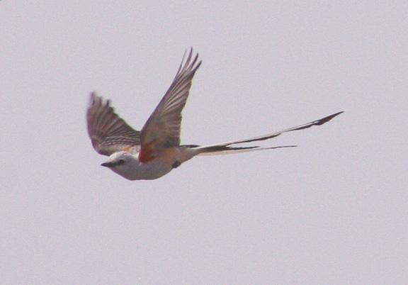 Scissor-tailed Flycatchers