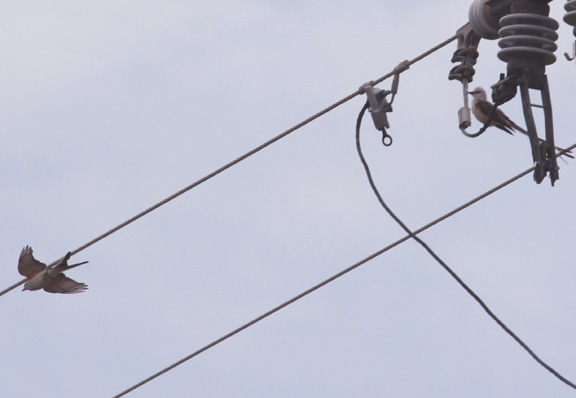 Scissor-tailed Flycatchers