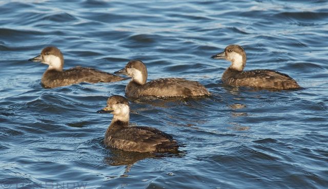 Black Scoter