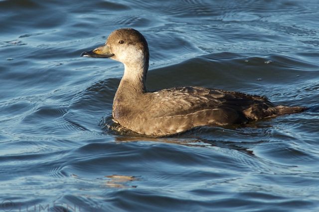 Black Scoter