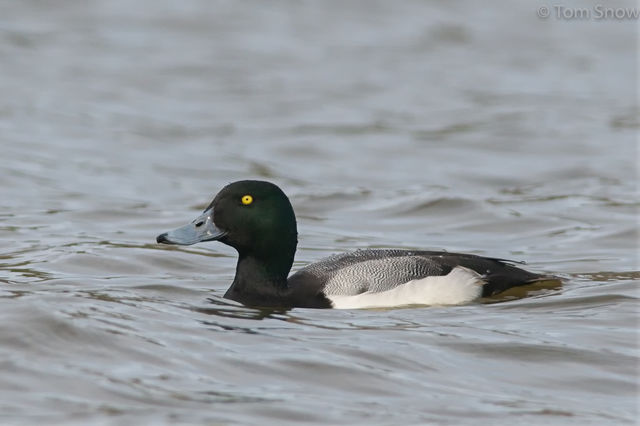 Greater Scaup