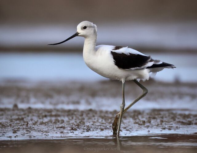 American Avocet