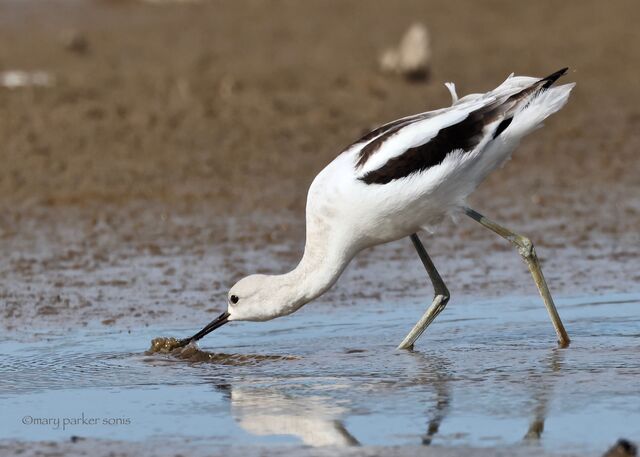 American Avocet