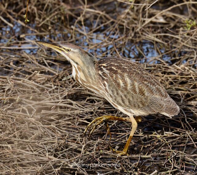 American Bittern