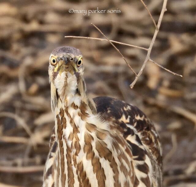 American Bittern