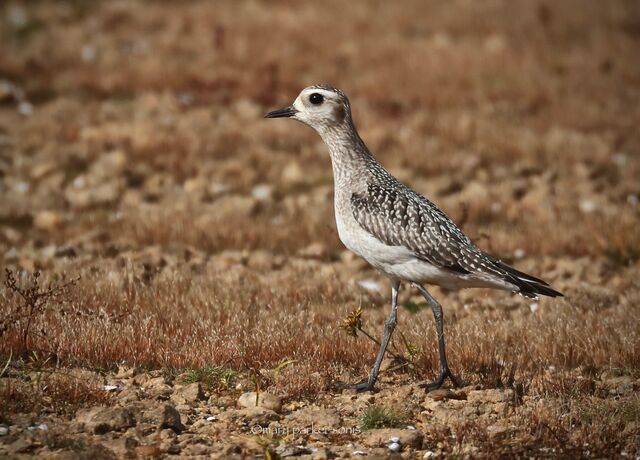 American Golden-Plover