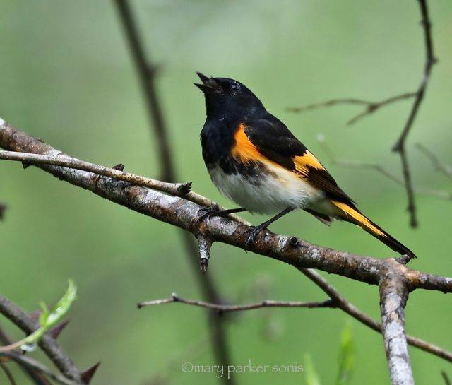 American Redstart