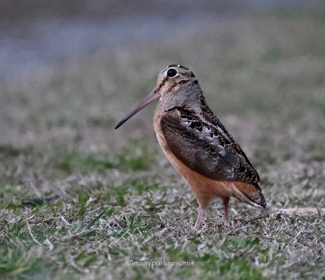 American Woodcock