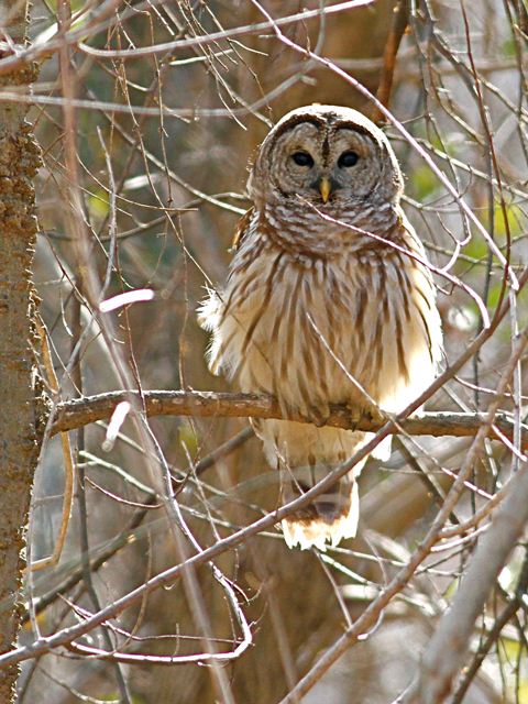 Barred Owl