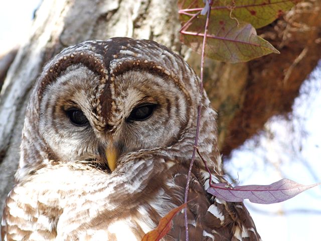 Barred Owl