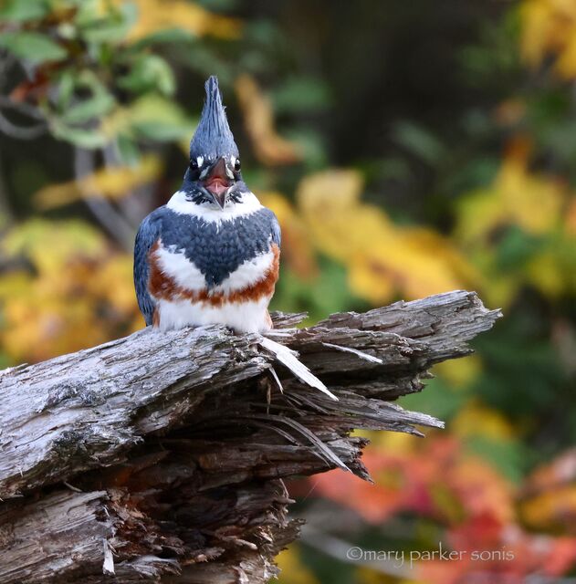 Belted Kingfisher