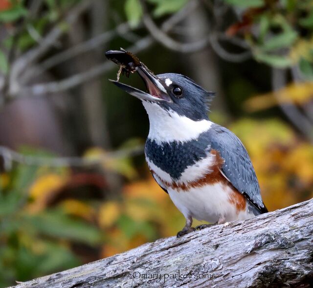 Belted Kingfisher