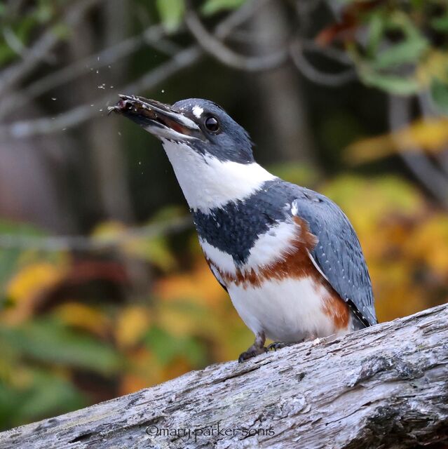 Belted Kingfisher